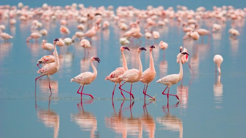 flamingo-group-jpg-adapt-945-1