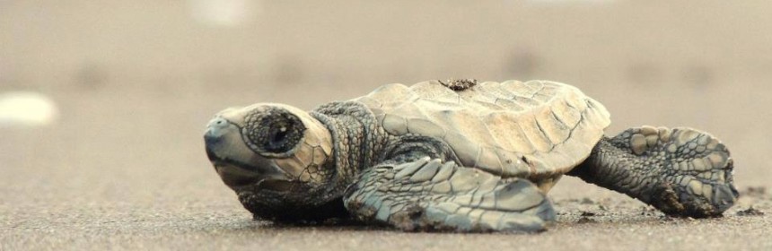 velas-turtle-festival-2017-860x280