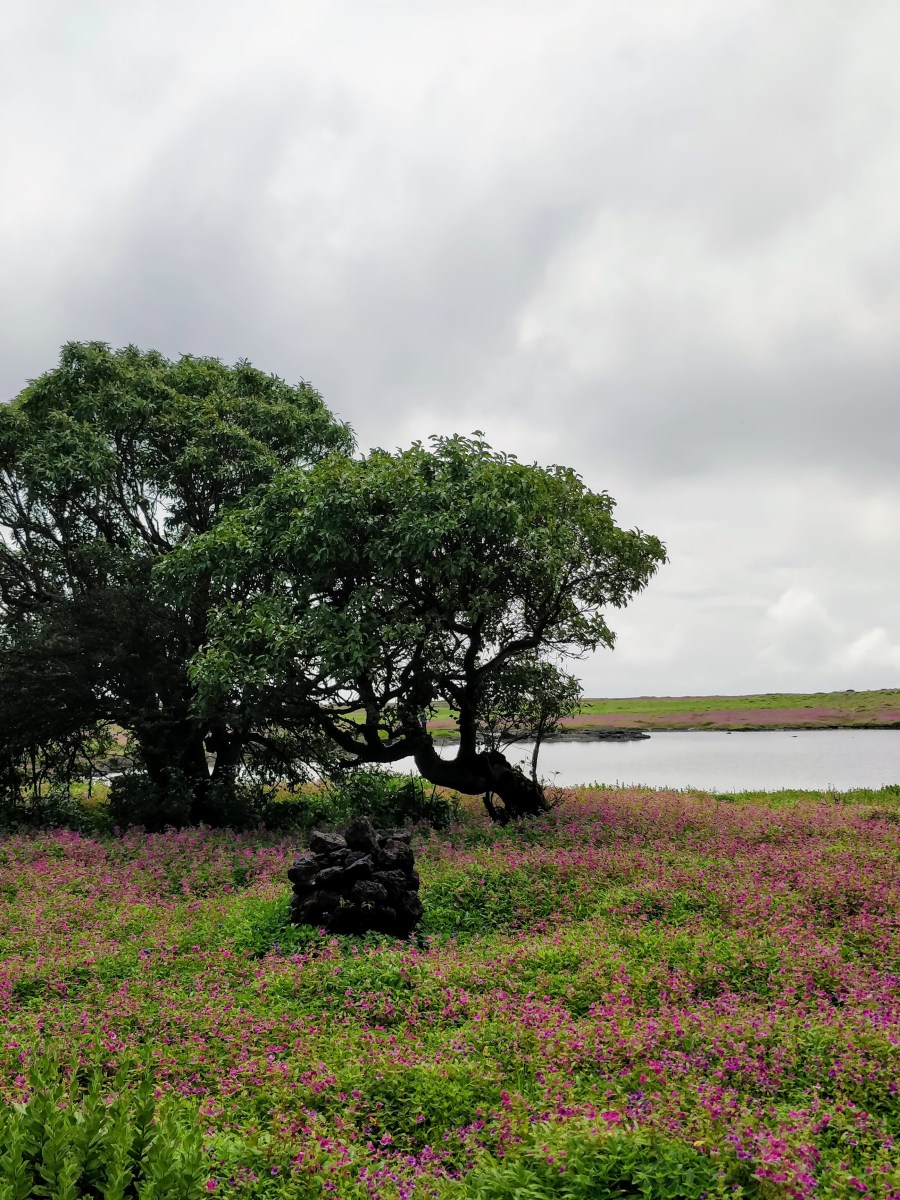A walk with the wildflowers at&nbsp;Kaas