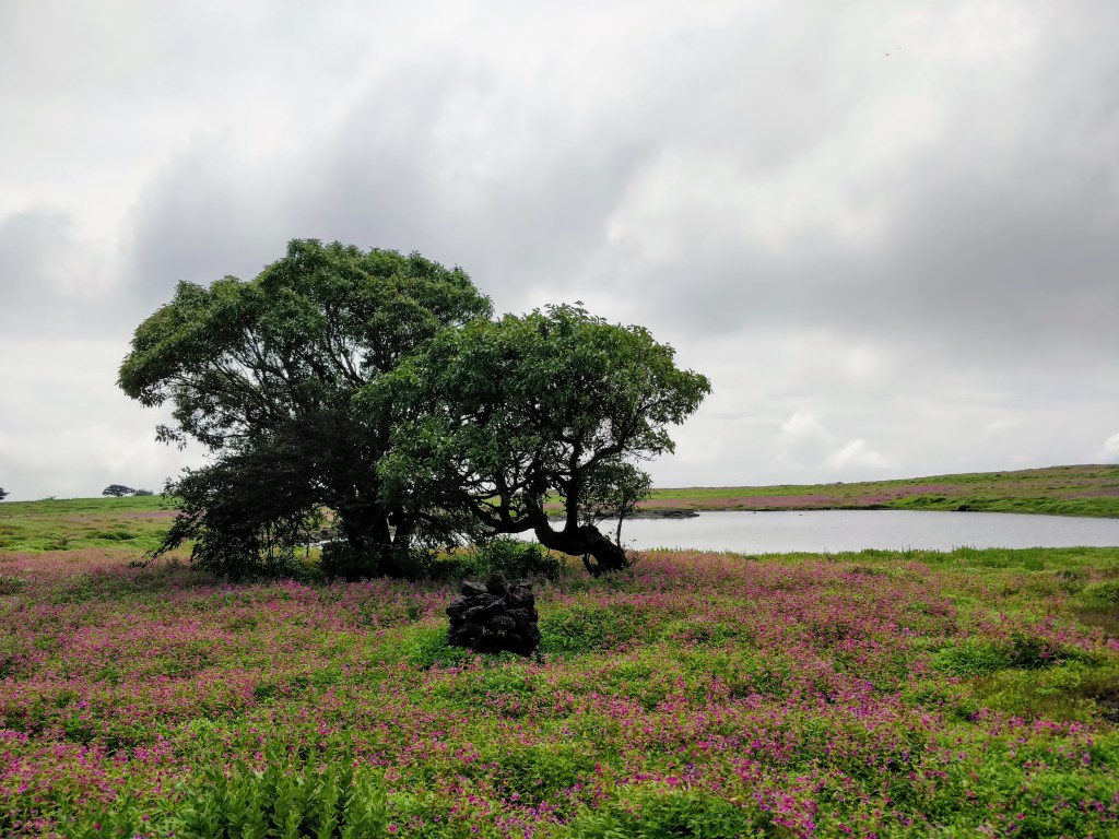 A walk with the wildflowers at&nbsp;Kaas
