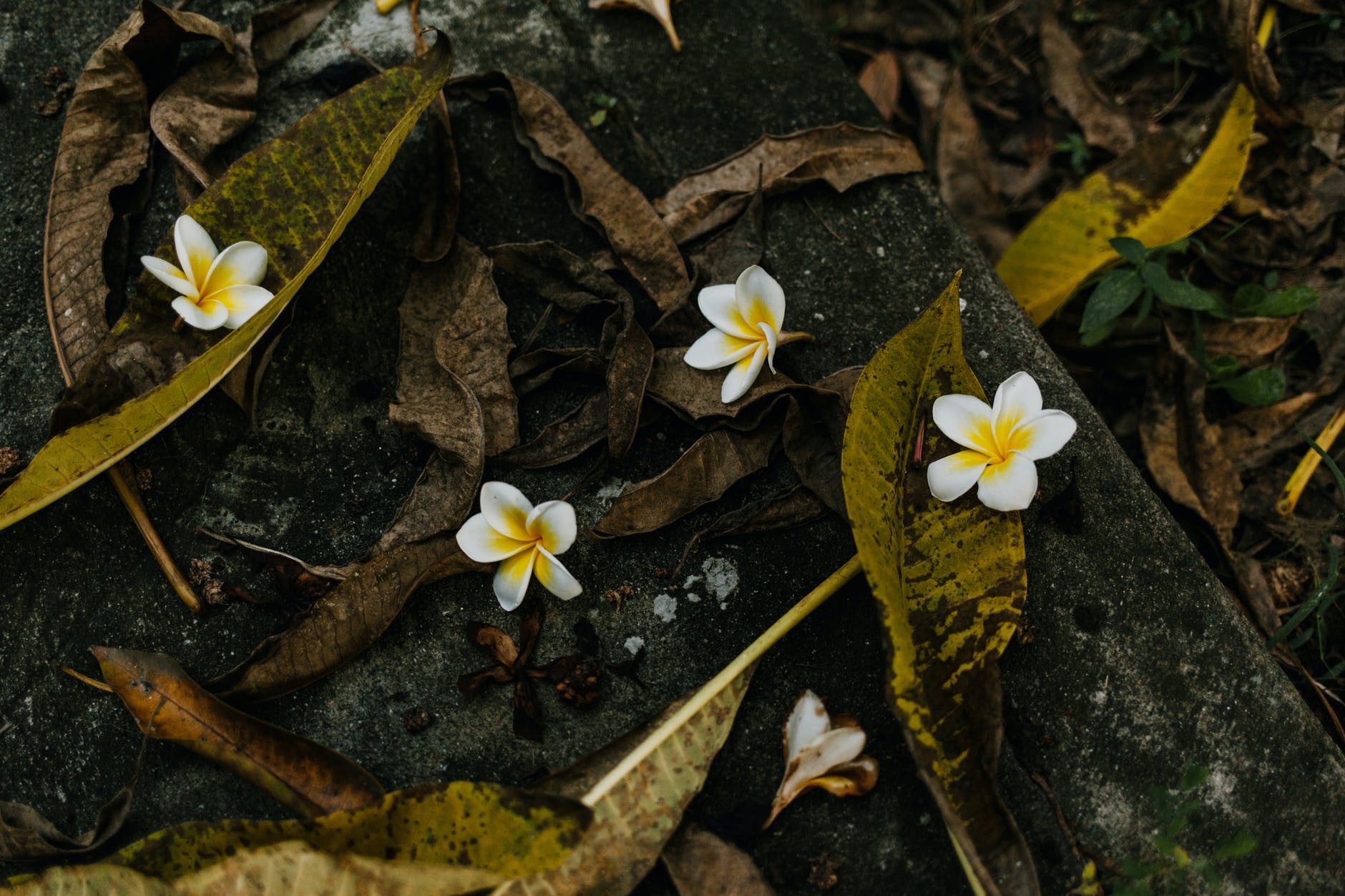 Poetry Corner: Volume 2