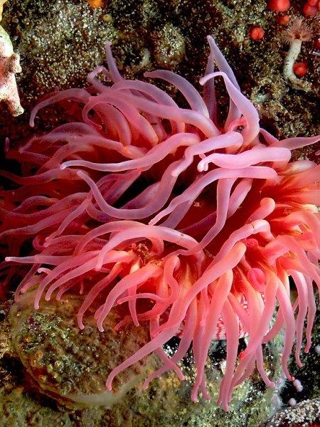 Tidepooling with the Marine Life of&nbsp;Mumbai