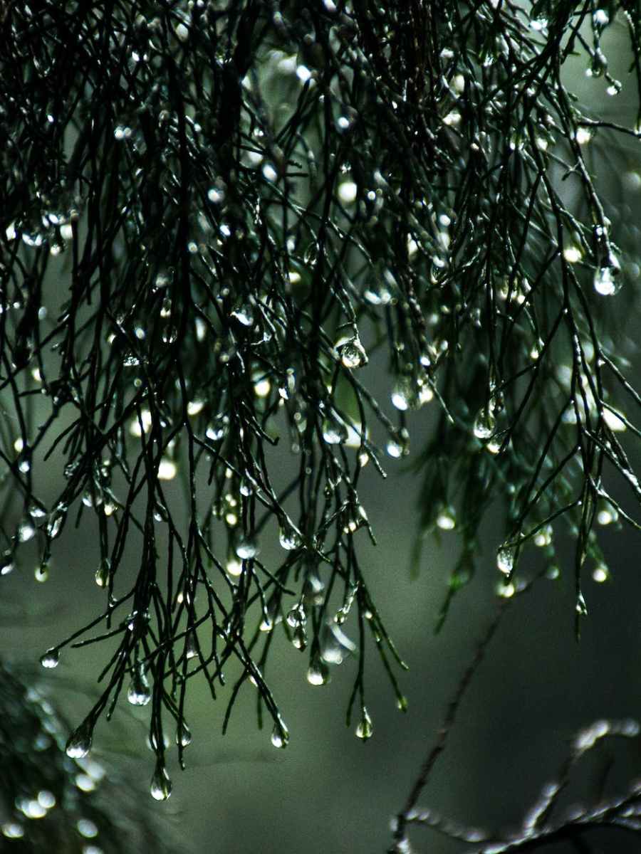 Poetry Corner: Volume&nbsp;11